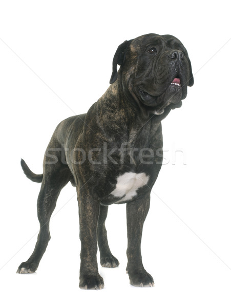 Touro mastim estúdio branco cão animal Foto stock © cynoclub