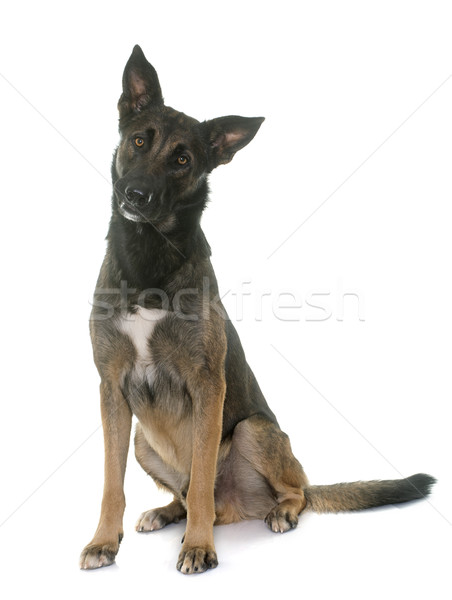 Stock photo: belgian shepherd malinois