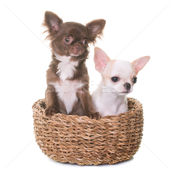 Cachorros estudio amigos blanco cesta cachorro Foto stock © cynoclub