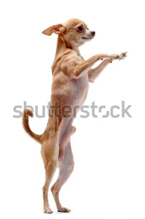 chihuahua upright Stock photo © cynoclub