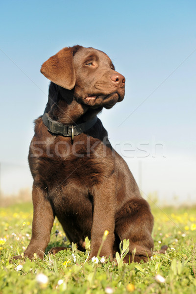 Puppy labrador retriever veld baby hond Stockfoto © cynoclub