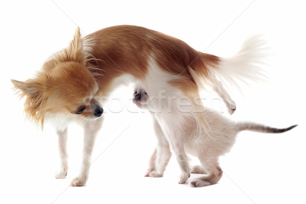 chihuahua and siamese kitten Stock photo © cynoclub