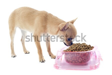 Köpek yavrusu gıda çanak portre sevimli Stok fotoğraf © cynoclub