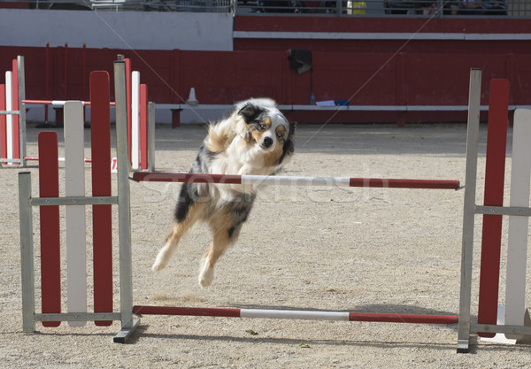 Ausztrál juhász mozgékonyság fajtiszta verseny kutya Stock fotó © cynoclub