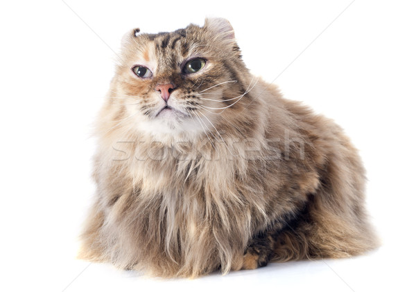 american curl cat Stock photo © cynoclub