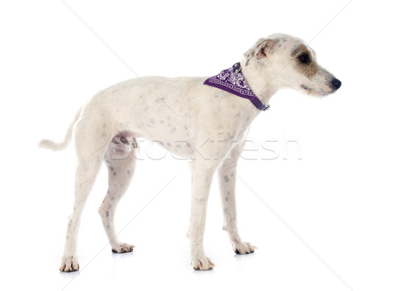 parson russell terrier Stock photo © cynoclub