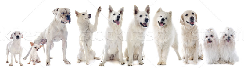 white dogs Stock photo © cynoclub