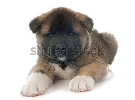 american akita puppy Stock photo © cynoclub