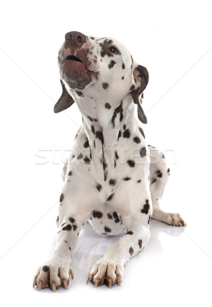 Fiatal női dalmata hang állat kutyakölyök Stock fotó © cynoclub