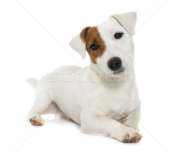 young jack russel terrier Stock photo © cynoclub