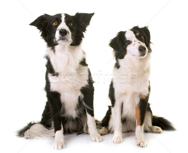 Stock photo: miniature american shepherd and border collie