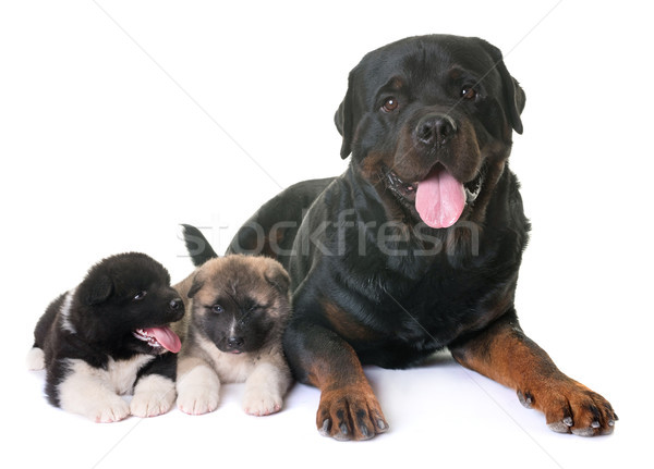 puppies american akita and rottweiler Stock photo © cynoclub