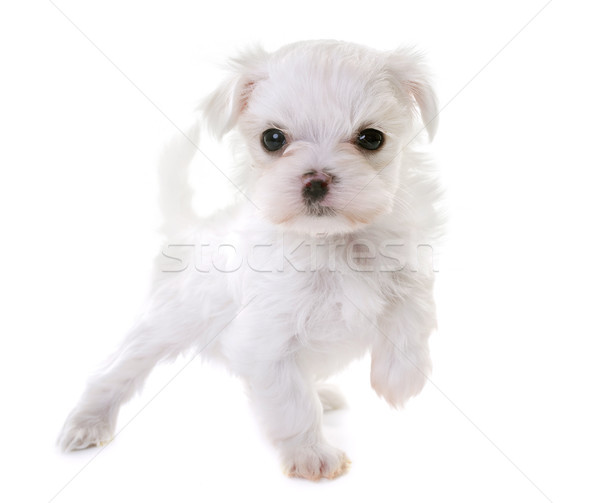 puppy maltese dog Stock photo © cynoclub