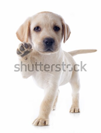 Labrador retriever fajtiszta fehér stúdió díszállat aranyos Stock fotó © cynoclub