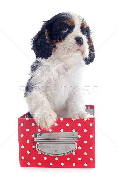 puppy cavalier king charles Stock photo © cynoclub