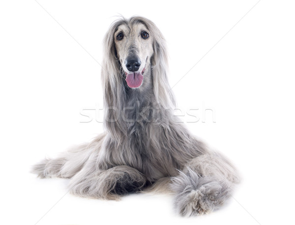 afghan dog Stock photo © cynoclub