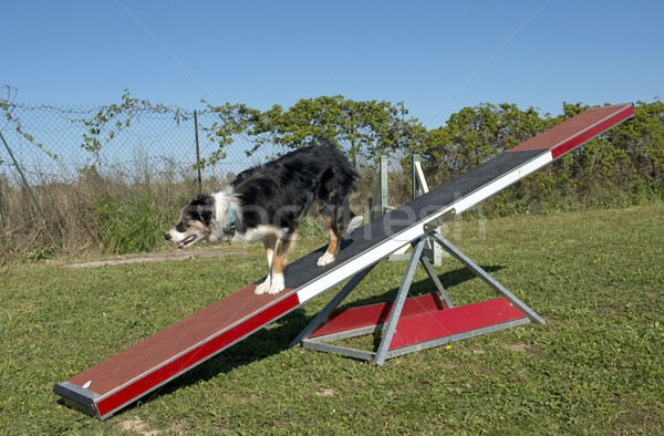 Képzés mozgékonyság kutyaféle klub sport mező Stock fotó © cynoclub