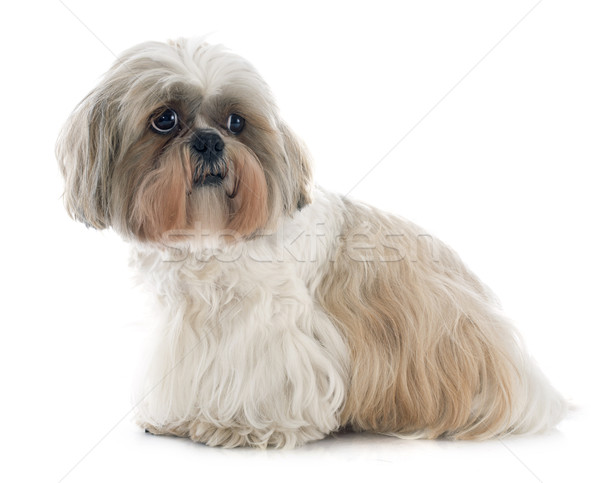 Shih Tzu Stock photo © cynoclub