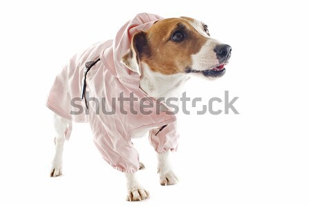 puppy jack russel terrier Stock photo © cynoclub