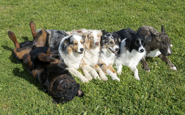 Csoport kutyák fekszik természet kert jókedv Stock fotó © cynoclub