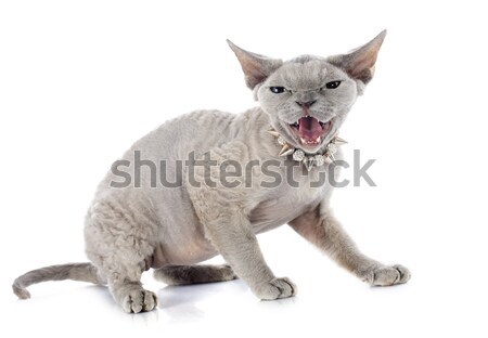 Gato estudio blanco ojos azul grasa Foto stock © cynoclub