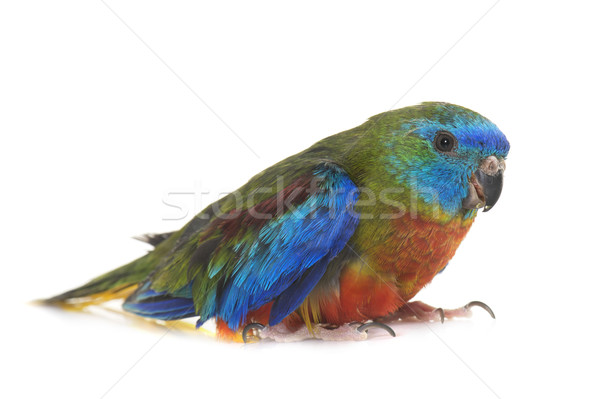 [[stock_photo]]: Turquoise · perroquet · studio · blanche