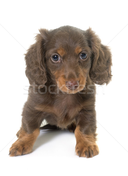 puppy dachshund  in studio Stock photo © cynoclub