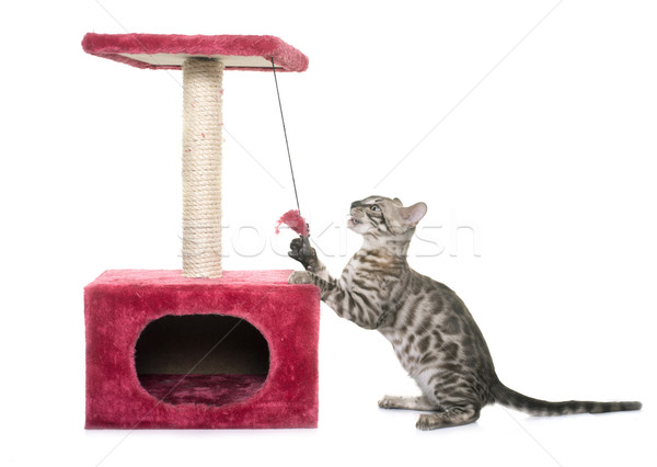 young bengal cat and scratching post Stock photo © cynoclub