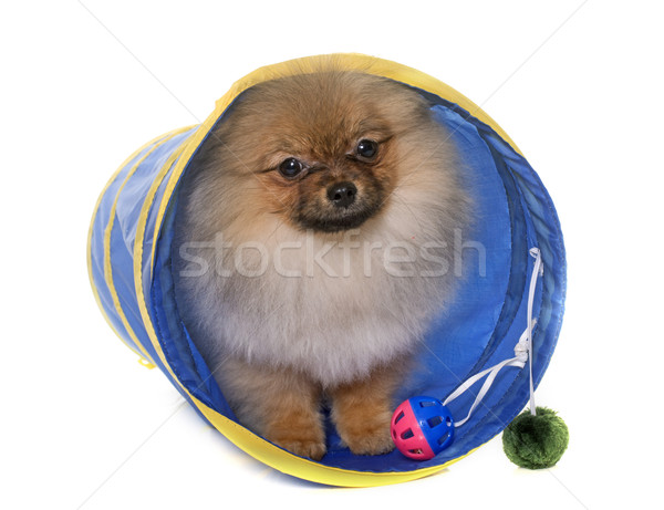 Stock photo: puppy pomeranian dog in tunnel