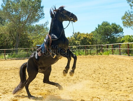 Treinamento equitação homem garanhão escolas sol Foto stock © cynoclub
