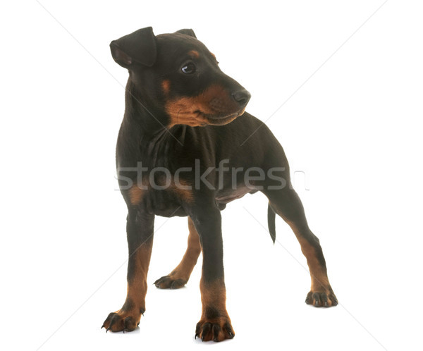 puppy manchester terrier Stock photo © cynoclub