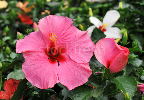 Hibisco rosa crescente tropical jardim natureza Foto stock © cynoclub
