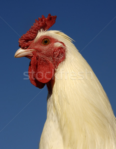 white rooster Stock photo © cynoclub