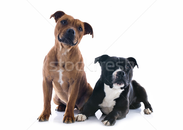 two staffordshire bull terrier Stock photo © cynoclub