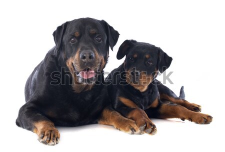 Stock photo: puppy rottweiler