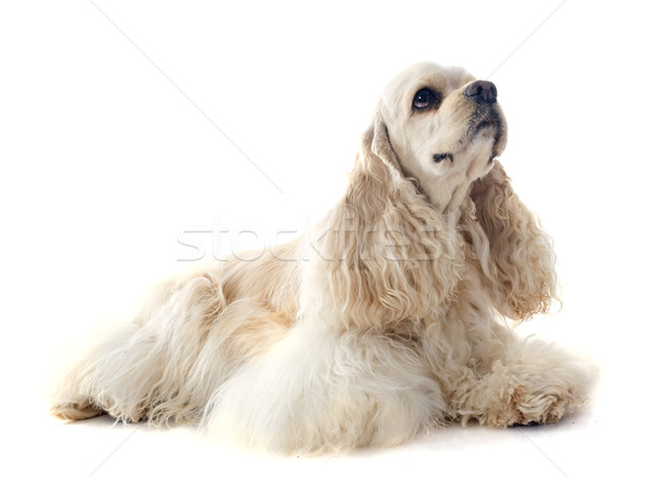 Stock photo: american cocker spaniel