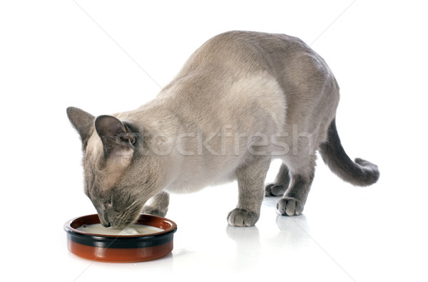 drinking Siamese Cat Stock photo © cynoclub