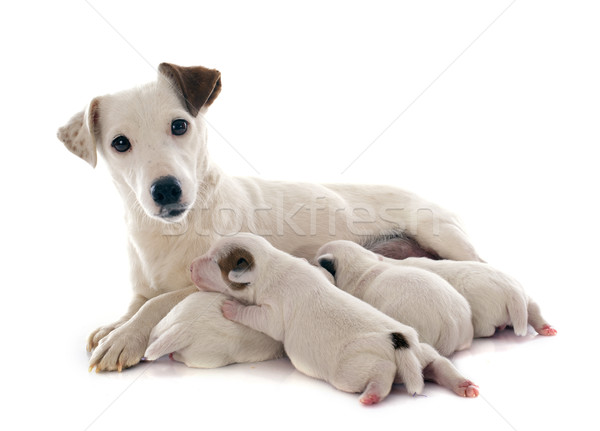 Stok fotoğraf: Aile · terriyer · yetişkin · yavru · stüdyo · köpek