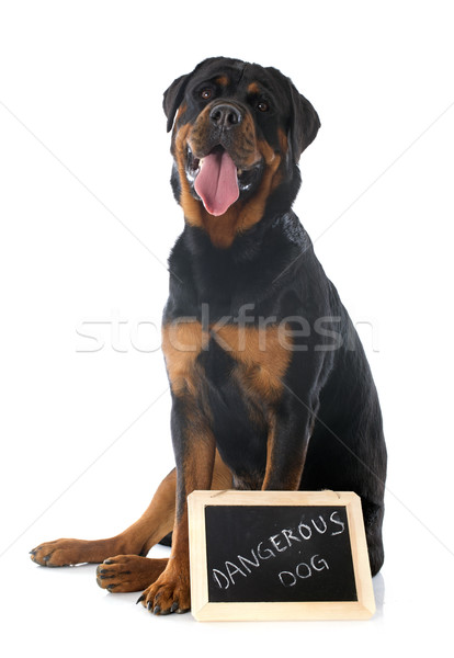 Rottweiler portrait blanche fond blanc [[stock_photo]] © cynoclub