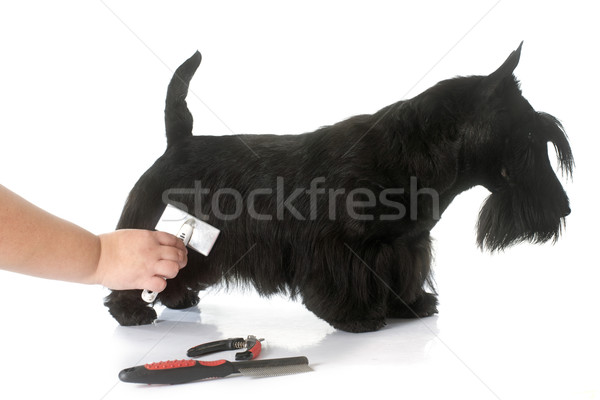 scottish terrier Stock photo © cynoclub