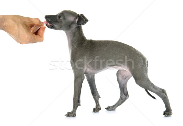 ストックフォト: 子犬 · イタリア語 · グレイハウンド · 白 · 手 · 青