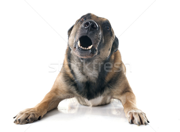 Hund weiß Sound Haustier weißem Hintergrund Stock foto © cynoclub