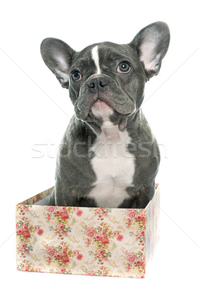 puppy french bulldog Stock photo © cynoclub