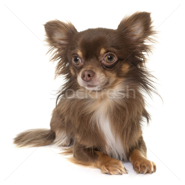 young longhair chihuahua Stock photo © cynoclub
