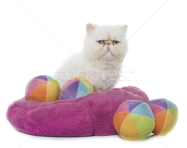 Stockfoto: Witte · perzische · kat · ogen · Blauw · bal · kitten