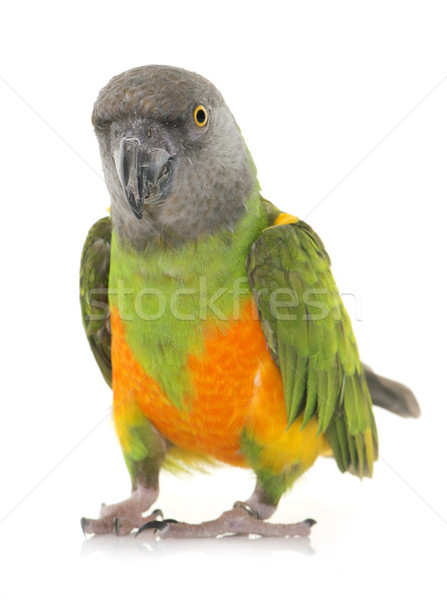 Szenegál papagáj stúdió fehér Stock fotó © cynoclub
