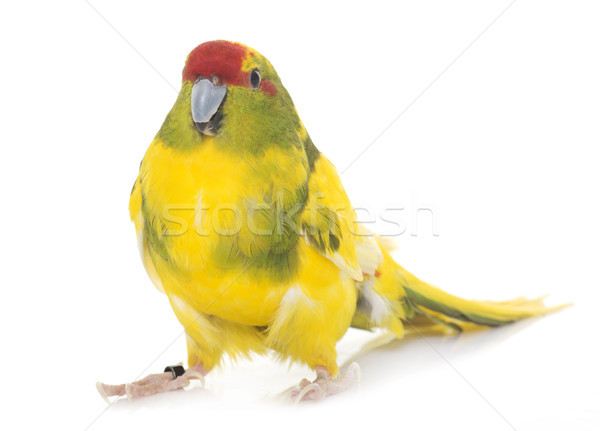 Kuş yeşil hayvan sarı evcil hayvan beyaz arka plan Stok fotoğraf © cynoclub