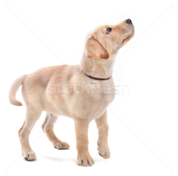 Puppies labrador retriever puppy baby portret Stockfoto © cynoclub