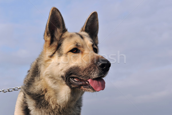 Pastor retrato blue sky cão azul Foto stock © cynoclub