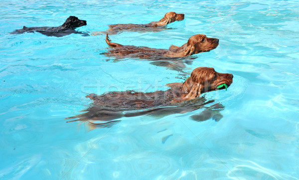swimming dogs Stock photo © cynoclub